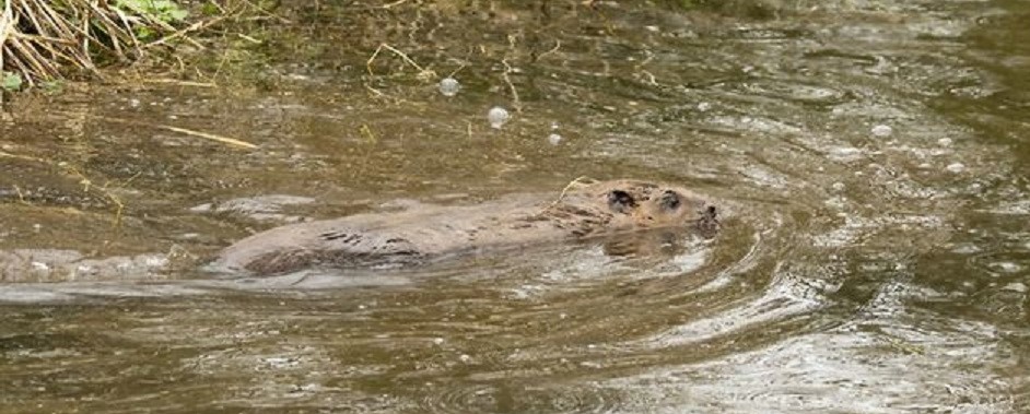 Beavers return to East Anglia after more than 400 years