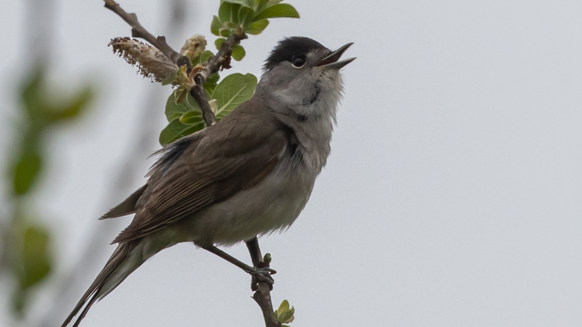 The blackcap heads north for winter