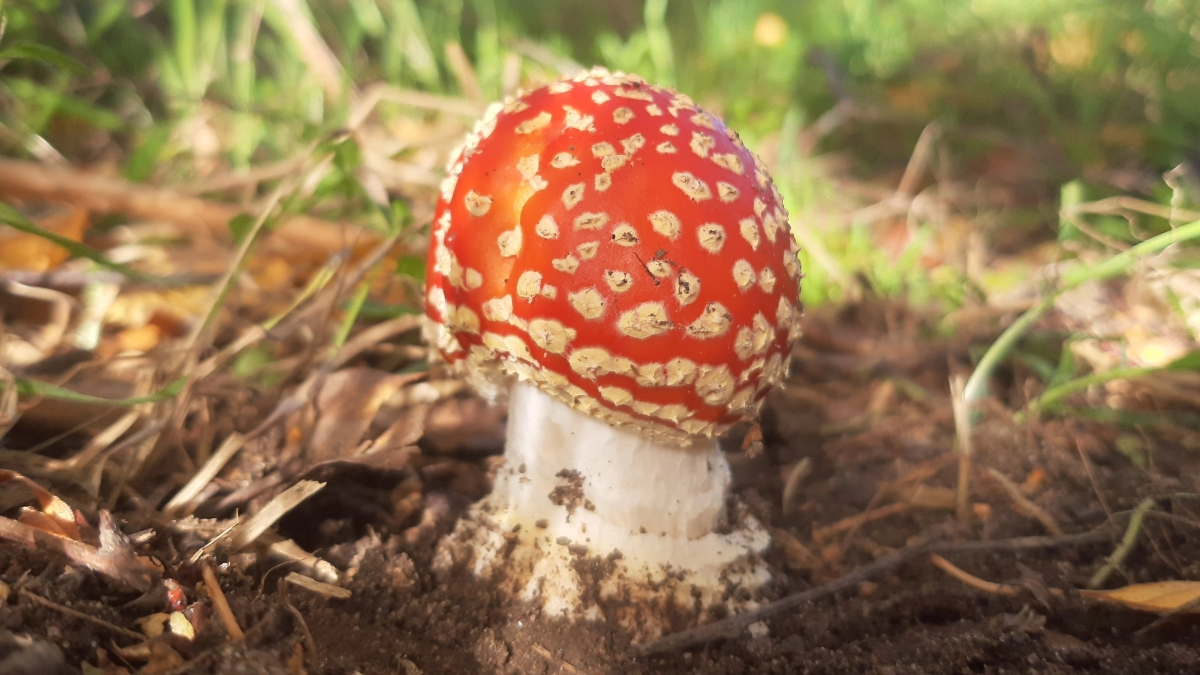 The fly agaric’s Christmas connections