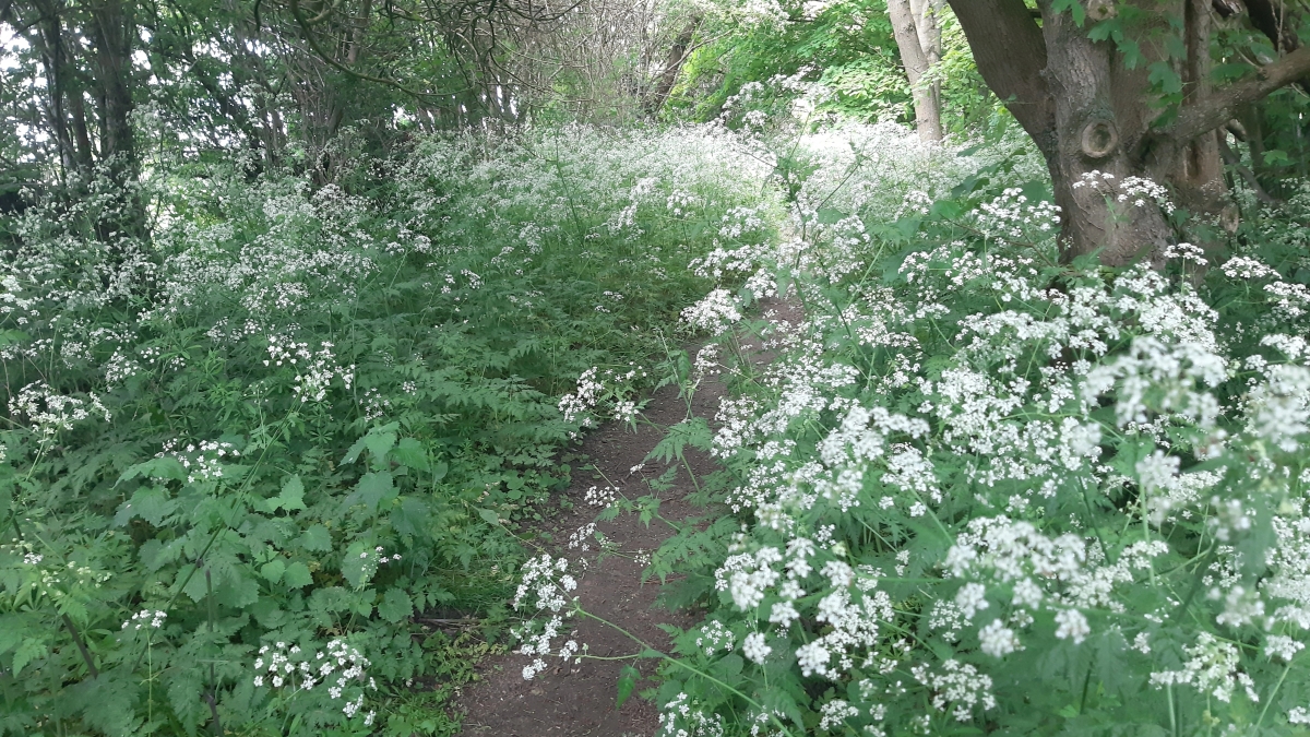 Cow parsley’s time in the sun (and shade)